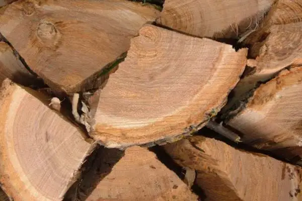 buy fresh cut firewood with bark and stack to season it yourself